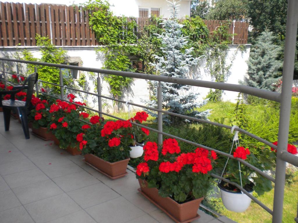 Pension Cluj Bagian luar foto